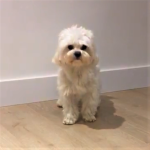 Otto