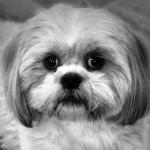 Teddy