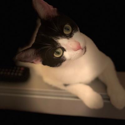 Perro gato Phoebe