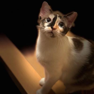 Perro gato Holly