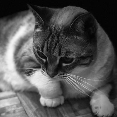 Perro Gato Funky